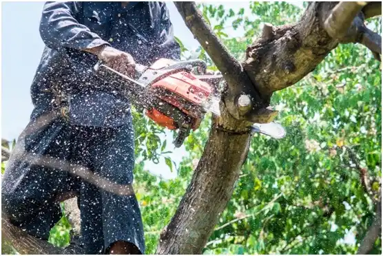 tree services Bellows Falls